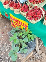 Erdbeeranbau in Paraguay Erdbeerpflanzen auf Messe in Aregua